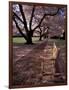 Japanese Cherry Trees at the University of Washington, Seattle, Washington, USA-Jamie & Judy Wild-Framed Photographic Print