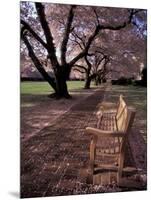 Japanese Cherry Trees at the University of Washington, Seattle, Washington, USA-Jamie & Judy Wild-Mounted Photographic Print