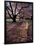 Japanese Cherry Trees at the University of Washington, Seattle, Washington, USA-Jamie & Judy Wild-Framed Photographic Print