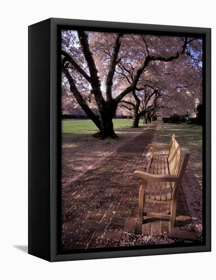 Japanese Cherry Trees at the University of Washington, Seattle, Washington, USA-Jamie & Judy Wild-Framed Stretched Canvas