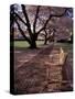 Japanese Cherry Trees at the University of Washington, Seattle, Washington, USA-Jamie & Judy Wild-Stretched Canvas