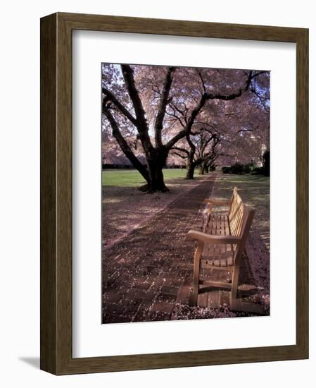 Japanese Cherry Trees at the University of Washington, Seattle, Washington, USA-Jamie & Judy Wild-Framed Photographic Print