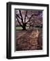 Japanese Cherry Trees at the University of Washington, Seattle, Washington, USA-Jamie & Judy Wild-Framed Photographic Print