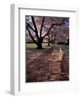 Japanese Cherry Trees at the University of Washington, Seattle, Washington, USA-Jamie & Judy Wild-Framed Photographic Print