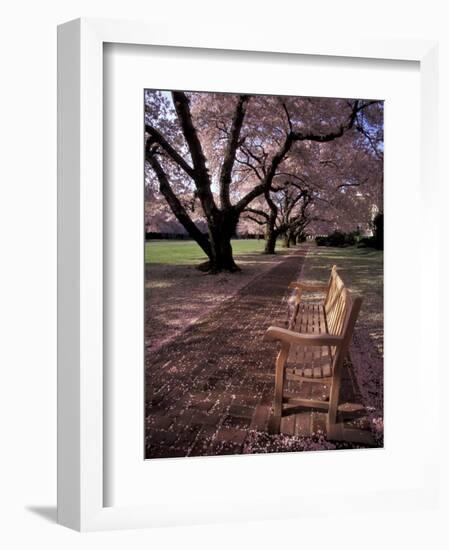 Japanese Cherry Trees at the University of Washington, Seattle, Washington, USA-Jamie & Judy Wild-Framed Photographic Print