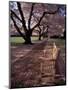 Japanese Cherry Trees at the University of Washington, Seattle, Washington, USA-Jamie & Judy Wild-Mounted Photographic Print