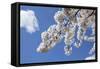 Japanese Cherry Trees in Full Spring Blossom-null-Framed Stretched Canvas