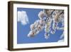 Japanese Cherry Trees in Full Spring Blossom-null-Framed Photographic Print