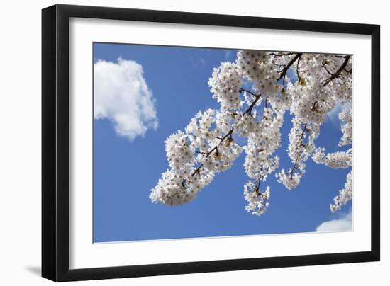 Japanese Cherry Trees in Full Spring Blossom-null-Framed Photographic Print