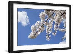 Japanese Cherry Trees in Full Spring Blossom-null-Framed Photographic Print