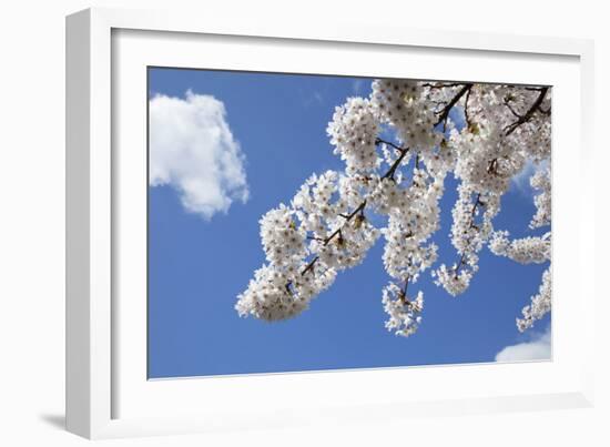 Japanese Cherry Trees in Full Spring Blossom-null-Framed Photographic Print