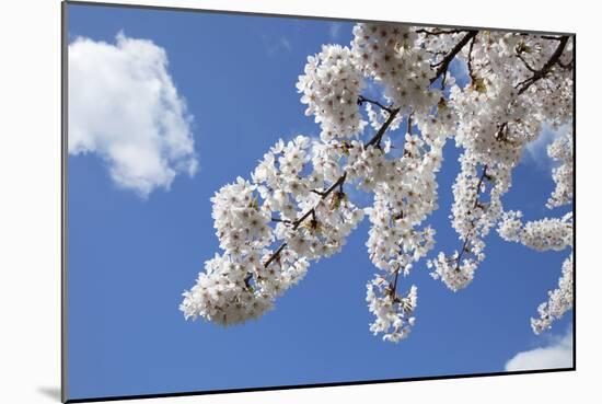 Japanese Cherry Trees in Full Spring Blossom-null-Mounted Photographic Print