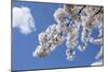 Japanese Cherry Trees in Full Spring Blossom-null-Mounted Photographic Print