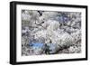 Japanese Cherry Trees in Full Spring Blossom-null-Framed Photographic Print