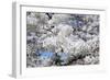 Japanese Cherry Trees in Full Spring Blossom-null-Framed Photographic Print