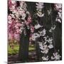 Japanese Cherry-Jessica Jenney-Mounted Giclee Print