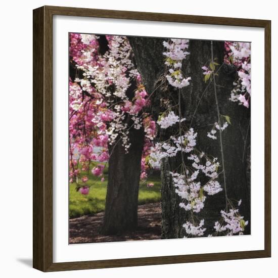 Japanese Cherry-Jessica Jenney-Framed Giclee Print