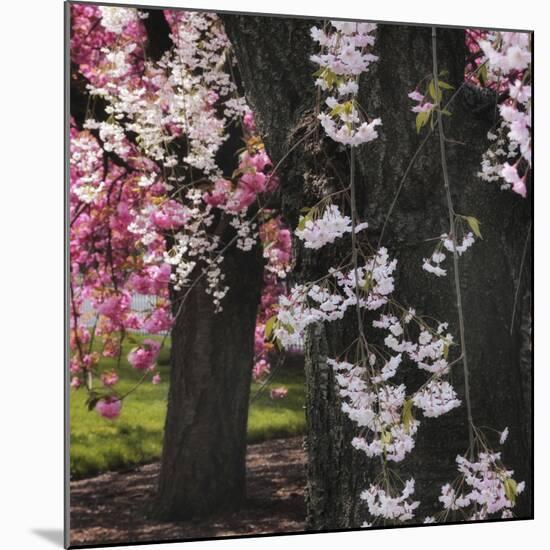 Japanese Cherry-Jessica Jenney-Mounted Giclee Print