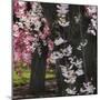 Japanese Cherry-Jessica Jenney-Mounted Giclee Print