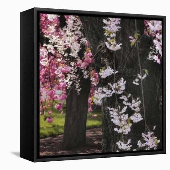 Japanese Cherry-Jessica Jenney-Framed Stretched Canvas