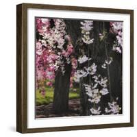 Japanese Cherry-Jessica Jenney-Framed Giclee Print