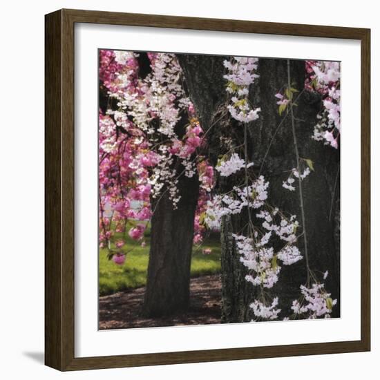 Japanese Cherry-Jessica Jenney-Framed Giclee Print