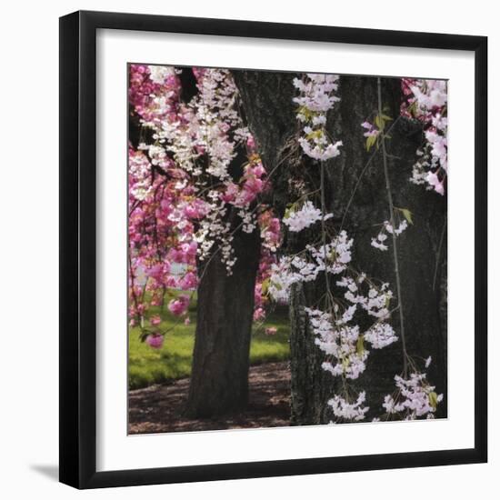 Japanese Cherry-Jessica Jenney-Framed Giclee Print