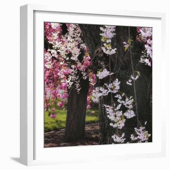 Japanese Cherry-Jessica Jenney-Framed Giclee Print