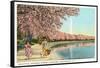 Japanese Children, Cherry Blossoms, Washington D.C.-null-Framed Stretched Canvas