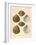 Japanese Cockles-Theodor Fischer-Framed Giclee Print