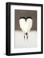 Japanese Crane (Grus Japonensis) Displaying, Wings In Heart Shape, Hokkiado, Japan, February-Danny Green-Framed Photographic Print