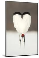 Japanese Crane (Grus Japonensis) Displaying, Wings In Heart Shape, Hokkiado, Japan, February-Danny Green-Mounted Photographic Print