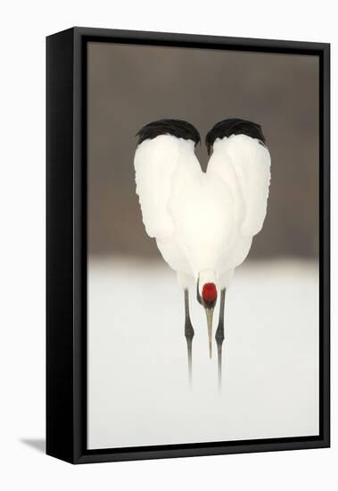 Japanese Crane (Grus Japonensis) Displaying, Wings In Heart Shape, Hokkiado, Japan, February-Danny Green-Framed Stretched Canvas