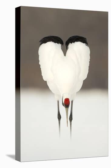 Japanese Crane (Grus Japonensis) Displaying, Wings In Heart Shape, Hokkiado, Japan, February-Danny Green-Stretched Canvas