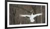 Japanese Crane (Grus Japonensis) Jumping in the Air, Hokkaido, Japan, March-Wim van den Heever-Framed Photographic Print