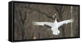 Japanese Crane (Grus Japonensis) Jumping in the Air, Hokkaido, Japan, March-Wim van den Heever-Framed Stretched Canvas