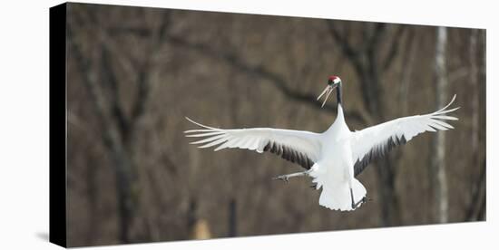 Japanese Crane (Grus Japonensis) Jumping in the Air, Hokkaido, Japan, March-Wim van den Heever-Stretched Canvas