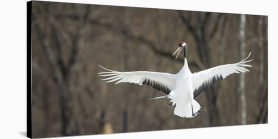 Japanese Crane (Grus Japonensis) Jumping in the Air, Hokkaido, Japan, March-Wim van den Heever-Stretched Canvas