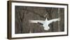 Japanese Crane (Grus Japonensis) Jumping in the Air, Hokkaido, Japan, March-Wim van den Heever-Framed Photographic Print