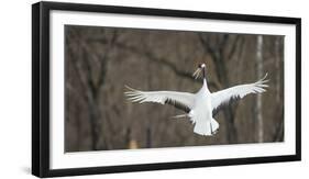 Japanese Crane (Grus Japonensis) Jumping in the Air, Hokkaido, Japan, March-Wim van den Heever-Framed Photographic Print