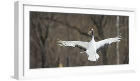 Japanese Crane (Grus Japonensis) Jumping in the Air, Hokkaido, Japan, March-Wim van den Heever-Framed Photographic Print