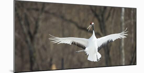 Japanese Crane (Grus Japonensis) Jumping in the Air, Hokkaido, Japan, March-Wim van den Heever-Mounted Photographic Print
