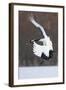 Japanese Crane, Hokkaido, Japan-Art Wolfe-Framed Photographic Print