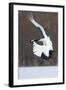 Japanese Crane, Hokkaido, Japan-Art Wolfe-Framed Photographic Print