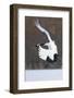 Japanese Crane, Hokkaido, Japan-Art Wolfe-Framed Photographic Print