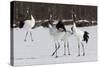 Japanese Cranes, Hokkaido, Japan-Art Wolfe-Stretched Canvas