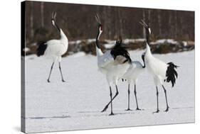 Japanese Cranes, Hokkaido, Japan-Art Wolfe-Stretched Canvas