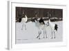 Japanese Cranes, Hokkaido, Japan-Art Wolfe-Framed Photographic Print