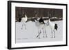 Japanese Cranes, Hokkaido, Japan-Art Wolfe-Framed Photographic Print