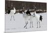 Japanese Cranes, Hokkaido, Japan-Art Wolfe-Mounted Photographic Print